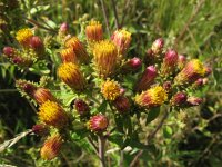 Inula conyzae 5, Donderkruid, Saxifraga-Rutger Barendse