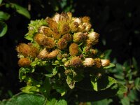 Inula conyzae 9, Donderkruid, Saxifraga-Ed Stikvoort