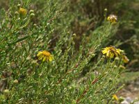 Inula crithmoides