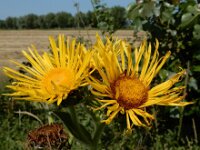 Inula helenium 16, Griekse alant, Saxifraga-Ed Stikvoort : Franse boekweit Nieuwvliet-Bad A900