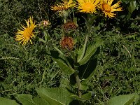 Inula helenium 205, Griekse alant, Saxifraga-Ed Stikvoort : Franse boekweit Nieuwvliet-Bad A900