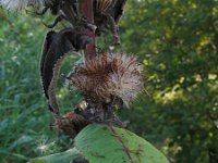 Inula racemosa 4, Trosalant, Saxifraga-Rutger Barendse