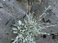 Inula verbascifolia 1, Saxifraga-Jan van der Straaten