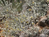 Inula verbascifolia 3, Saxifraga-Jasenka Topic