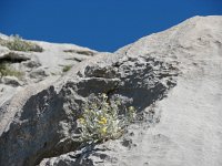 Inula verbascifolia 5, Saxifraga-Jasenka Topic
