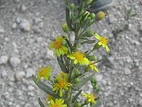 Inula viscosa 1, Saxifraga-Jasenka Topic