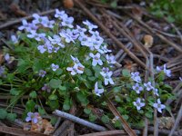 Ionopsidium acaule 1, Saxifraga-Ed Stikvoort