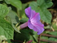 Ipomoea purpurea 1, Saxifraga-Jan van der Straaten