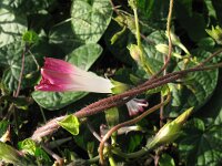 Ipomoea purpurea 2, Saxifraga-Rutger Barendse