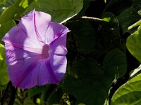 Ipomoea purpurea 5, Saxifraga-Jan van der Straaten