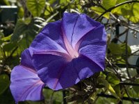 Ipomoea purpurea 7, Saxifraga-Willem van Kruijsbergen