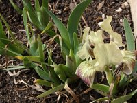 Iris adriatica