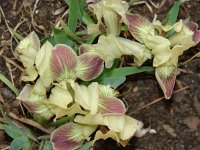 Iris adriatica 2, Saxifraga-Jasenka Topic