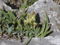 Iris adriatica 3, Saxifraga-Jasenka Topic