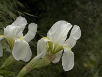 Iris albicans 1, Saxifraga-Jan van der Straaten