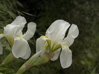 Iris albicans