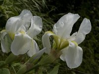 Iris albicans 2, Saxifraga-Jan van der Straaten