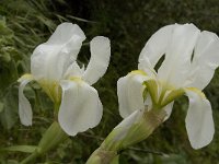 Iris albicans 4, Saxifraga-Willem van Kruijsbergen