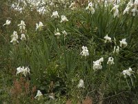 Iris albicans 5, Saxifraga-Willem van Kruijsbergen