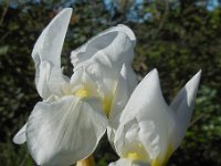 Iris albicans 6, Saxifraga-Ed Stikvoort