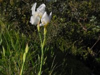 Iris albicans 7, Saxifraga-Ed Stikvoort