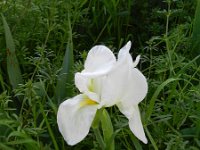 Iris albicans 8, Saxifraga-Rutger Barendse