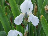 Iris albicans 9, Saxifraga-Harry Jans