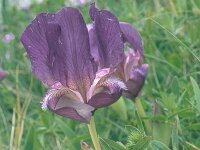 Iris attica