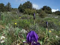 Iris attica 2, Saxifraga-Jeroen Willemsen