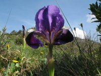 Iris attica 3, Saxifraga-Rutger Barendse