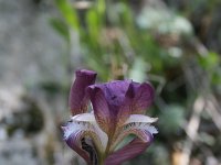 Iris attica 4, Saxifraga-Dirk Hilbers