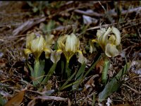 Iris chamaeiris