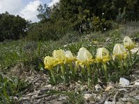 Iris chamaeiris 10, Saxifraga-Willem van Kruijsbergen