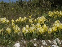 Iris chamaeiris 12, Saxifraga-Willem van Kruijsbergen