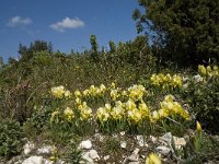 Iris chamaeiris 13, Saxifraga-Willem van Kruijsbergen