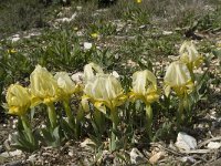 Iris chamaeiris 14, Saxifraga-Willem van Kruijsbergen