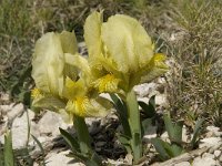 Iris chamaeiris 15, Saxifraga-Willem van Kruijsbergen