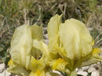Iris chamaeiris 16, Saxifraga-Willem van Kruijsbergen