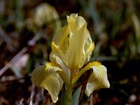 Iris chamaeiris 2, Saxifraga-Rutger Barendse