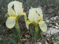 Iris chamaeiris 20, Saxifraga-Willem van Kruijsbergen