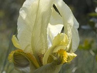 Iris chamaeiris 21, Saxifraga-Willem van Kruijsbergen
