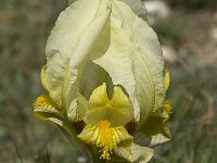 Iris chamaeiris 22, Saxifraga-Willem van Kruijsbergen