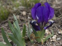 Iris chamaeiris 23, Saxifraga-Willem van Kruijsbergen
