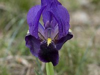 Iris chamaeiris 24, Saxifraga-Willem van Kruijsbergen
