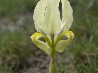 Iris chamaeiris 25, Saxifraga-Willem van Kruijsbergen