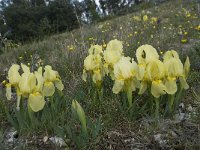 Iris chamaeiris 29, Saxifraga-Willem van Kruijsbergen