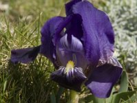Iris chamaeiris 3, Saxifraga-Willem van Kruijsbergen