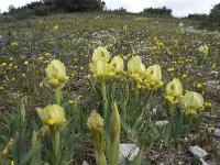 Iris chamaeiris 30, Saxifraga-Willem van Kruijsbergen