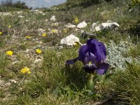 Iris chamaeiris 34, Saxifraga-Willem van Kruijsbergen
