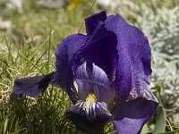 Iris chamaeiris 35, Saxifraga-Willem van Kruijsbergen